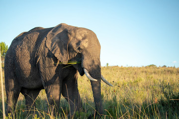 elephant southafrica