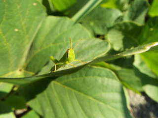 バッタ 幼体 grasshopper
