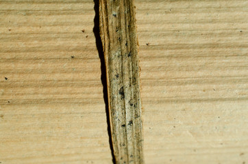 wood texture background