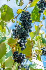 Large bunch of grapes Isabella hang from a vine, Close Up of red wine grapes.