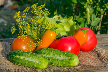 Cucumber, tomato, sweet pepper, dill lie on an old wooden table, summer garden vegetable harvest close-up