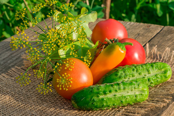 Cucumber, tomato, sweet pepper, dill lie on an old wooden table, summer garden vegetable harvest close-up