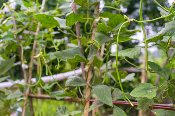 Long bean plants in growth at vegetable garden.