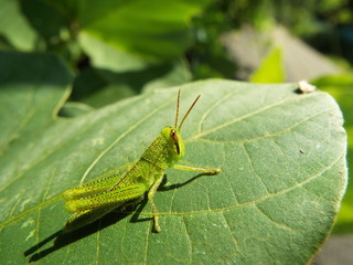 バッタ 幼体 grasshopper