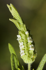 Lavandula viridis green lavender or white lavender rare species of Lavender that only grows wild in the southwest of the Iberian Peninsula