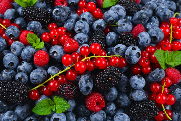 Blackberry, raspberry, blueberry,  red currant and mint background.