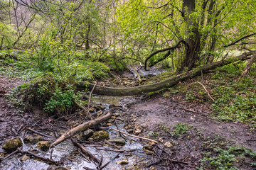 Leśna ścieżka © Piotr