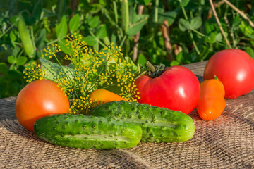 Cucumber, tomato, sweet pepper, dill lie on an old wooden table, summer garden vegetable harvest close-up