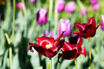 Variegated red tulip with fringe on the field. Tulip flower grows in the natural.