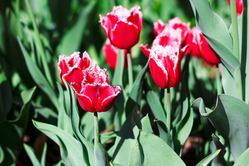 Bright red tulip flowers with white fringe at the edges. Several tulip tropes grow in the natural environment.