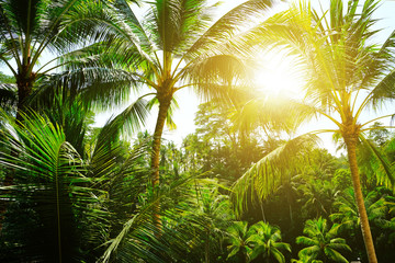 Obraz premium Palm trees on tropical beach. Paradise Island for holidays and relaxation