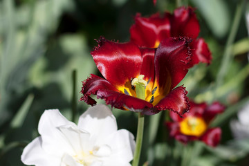 Red dark tulip flower close-up. Tulip with fringed petals with a yellow pestle. A flower grows in a field with a blurred.