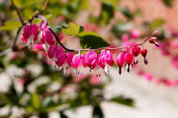 The dicenter is beautiful pink North American, or the heartflower is beautiful red. The genus of...