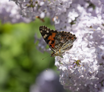 Butterfly Vanessa cardui on lilac flowers. Pollination blooming