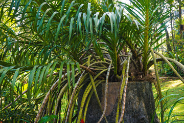 wild orchid in the jungle with green leaf and without flower in top of dead wood in indonesia