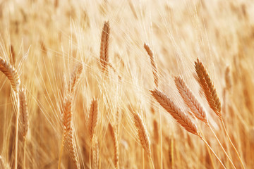Wheat field. Ears of golden wheat close up. Rural Scenery under Shining Sunlight. Background of ripening ears of wheat field. Rich harvest Concept.
