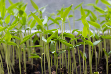 Small seedlings of lettuce growing in cultivation tray