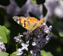 Butterfly Vanessa cardui on lilac flowers. Pollination blooming