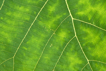 Fototapeta na wymiar Close Up Of Green Leaf Texture