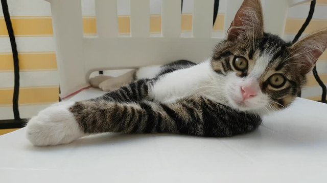 cat playing on a chair