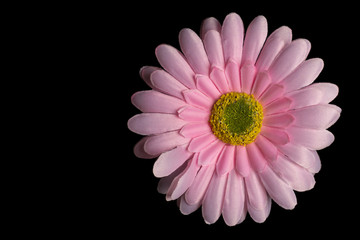 Gerber's pink flower on a black background
