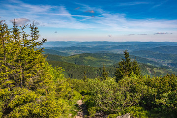 Leśna ścieżka © Piotr