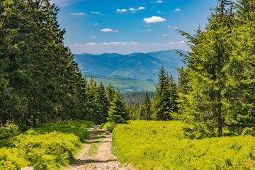Leśna ścieżka © Piotr