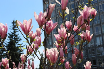 Bright pink magnolia blooms in spring park
