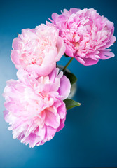 romantic flowers pink peony peonies over blue background 