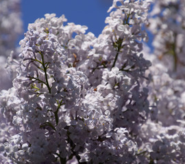 Flowers blooming lilac. Beautiful purple lilac flowers outdoors.