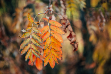 Wild rowan branch in autumn forest on bokeh background in sunset. Orange fall leaf in sunrise...
