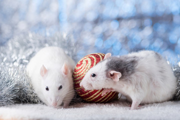 New Year concept. Cute white domestic rat in a New Year's decor. Symbol of the year 2020 is a rat. Gifts, toys, garlands, Christmas tree branches