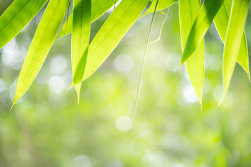 Closeup nature view of green bamboo leaf on blurred greenery background.