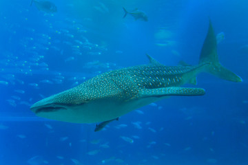  A whale shark (Rhincodon typus) in Osaka Aquarium Kaiyukan, Japan