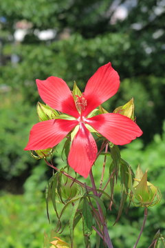 Scarlet Rose Mallow Images Browse 216 Stock Photos Vectors And Video Adobe Stock