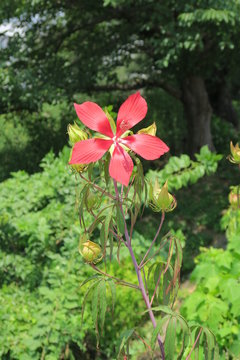 Scarlet Rose Mallow Images Browse 216 Stock Photos Vectors And Video Adobe Stock
