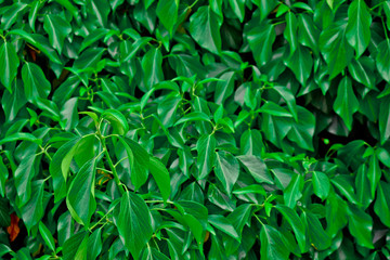 leaves