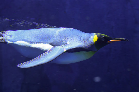 Penguin at Osaka Aquarium Kaiyukan in Osaka, Japan - Powered by Adobe