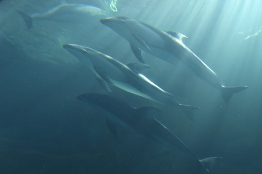 A boy watching Dolphins at Osaka Aquarium Kaiyukan in Osaka, Japan