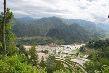 Green and brown rice terrace fields in Tana Toraja, South Sulawesi, Indonesia	
