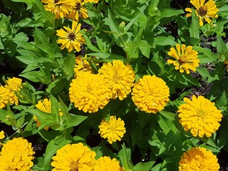 yellow flowers in garden