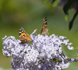 Butterfly Vanessa cardui on lilac flowers. Pollination blooming