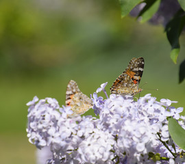 Butterfly Vanessa cardui on lilac flowers. Pollination blooming