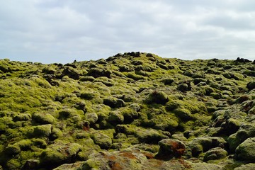 Iceland moss