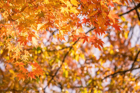 Beautiful maple leaves in autumn sunny day in foreground and blurry background in Kyushu, Japan. No people, close up, copy space, macro shot.