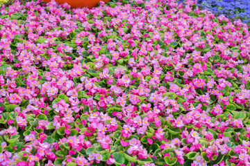 Obraz premium Begonia semperflorens flowers on a garden flower bed