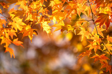 Beautiful maple leaves in autumn sunny day in foreground and blurry background in Kyushu, Japan. No people, close up, copy space, macro shot. - obrazy, fototapety, plakaty