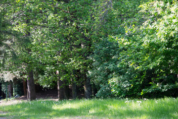 veduta di un bosco