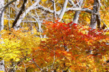 戸隠神社奥社参道の紅葉。長野　日本。１０月下旬。