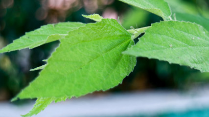 Calabur leaf on tree in West Java, Indonesia. 